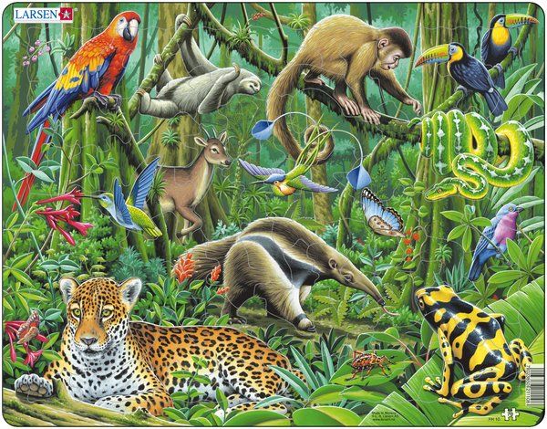 South American Rainforest Animals. | Reimagine